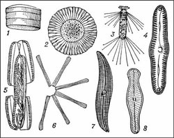 Диатомовые водоросли. Рисунок из Большой советской энциклопедии