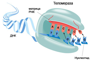 На рисунке: фермент теломераза, защищающий кончики хромосом раковых клеток. Действие теломеразы нейтрализуется геном MKRN1 (рисунок с сайта www.bio.miami.edu)